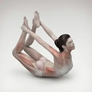 Balance Prints: Musculature layered over a female body in bow pose showing the activity of certain muscle groups in this particular