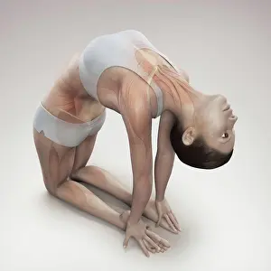 Flexible Prints: Musculature layered over a female body in camel pose showing the activity of certain muscle groups in this particular