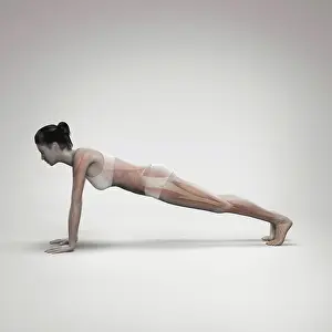 Balance Prints: Musculature layered over a female body in plank pose showing the activity of certain muscle groups in this particular