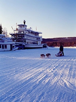 Fairbanks Prints: Musher Larry Dodge running his dogs down the frozen Chena River past the Riverboat Discovery III