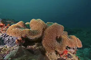 Soft Corals Prints: Mushroom leather coral (Sarcophyton glaucum)