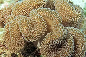 East Africa Prints: Mushroom leather coral (Sarcophyton trocheliophorum)