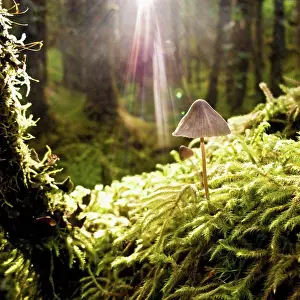 Fern Prints: A mushroom sprouts from the floor of a temperate rainforest and is backlit by some rare Juneau sunlight