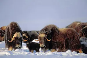 Adult Animal Prints: Muskox Bull Cow and Calf