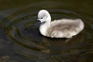 Young Animals Prints: Mute swan chick