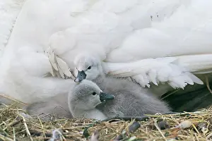 Hessia Prints: Two Mute Swan chicks (Cygnus olor) in the nest, Hesse, Germany, Europe
