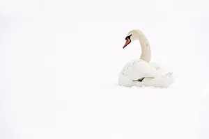 Weather Prints: Mute Swan (Cygnus olor) adult, resting in snow