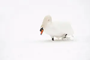 Weather Prints: Mute Swan (Cygnus olor) adult, walking in snow
