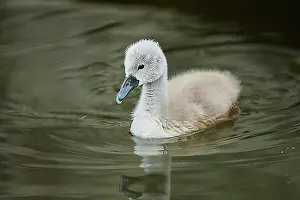 Young Animals Prints: Mute swan (Cygnus olor) chick swimming on a lake, Bavaria, Germany, Europe