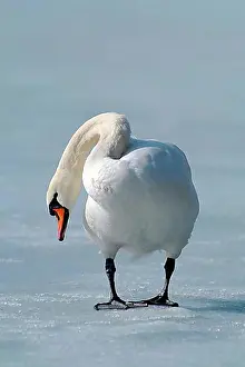 Freezing Prints: Mute Swan (Cygnus olor), Lake Reintaler-See, Tyrol, Austria, Europe