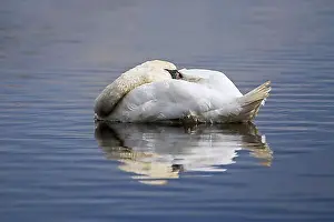 Body Of Water Prints: Mute swan (Cygnus olor) male sleeping with head tucked under wing feathers while floating in water of lake