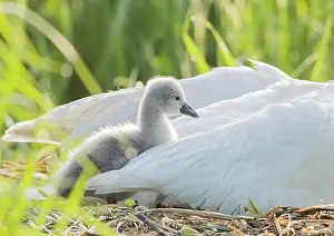 Hessia Prints: Mute swan (Cygnus olor) in the nest