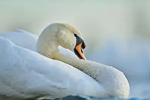 Swans Prints: Mute swan (Cygnus olor), portrait, Donau river, Upper Palatinate, Bavaria, Germany, Europe