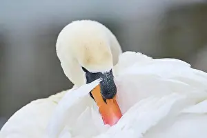 Swans Prints: Mute swan (Cygnus olor), portrait, detail, Bavaria, Germany Europe