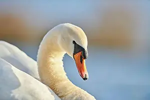 Swans Prints: Mute swan (Cygnus olor), portrait, Donau river, Upper Palatinate, Bavaria, Germany, Europe