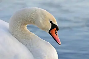 Swans Prints: Mute Swan, mute swans (Cygnus olor)