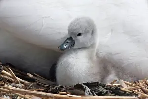 Speak Prints: Mute Swan on nest with chick Abbotsbury Dorset UK