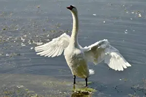 Biodiversity Prints: Mute swan standing with wings spread in the water