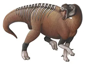 Toughness Prints: Muttaburrasaurus, a herbivorous ornithopod dinosaur from the early Cretaceous Period