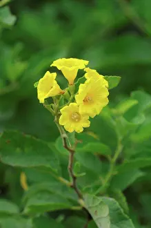 Blooms Prints: Muyuyu (Cordia lutea) close-up of flowers, Galapagos Islands