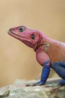 East Africa Prints: Mwanza flat-headed rock agama (Agama mwanzae)