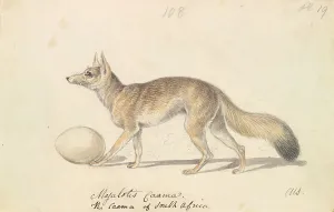 1776 1859 Prints: Myalotis Caama Caama South Africa Charles Hamilton Smith