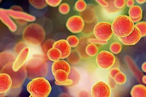 Microbiology Prints: Mycoplasma bacteria, computer illustration