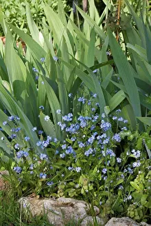 Afrasia Prints: Myosotis and Iris Jardin du Prieuré de Laverré France