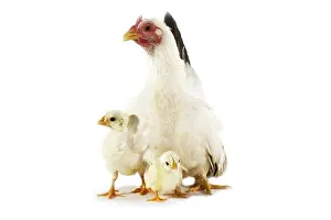 Chick Prints: Nagasaki Domestic Chicken, Hen With Chicks Against White Background