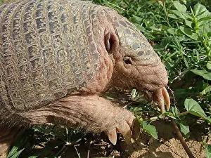Extinction Prints: Naked-tailed armadillo (Cabassous chacoensis), Gran Chaco, Paraguay, South America