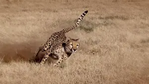 Cheetah Prints: Namibia. Cheetah running at the Cheetah Conservation Foundation