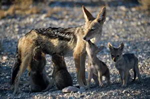 Canis Prints: Namibia, Etosha National Park, Black Backed Jackal Mother And Suckling Cubs In Evening Light