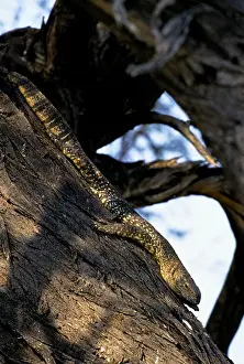 Namibia, Etosha National Park, Water Monitor Lizard In Tree