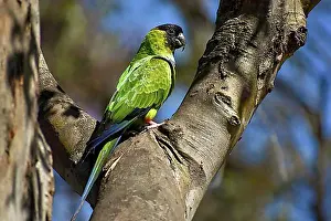 Gardens Prints: A nanday parakeet (Aratinga nenday) in the wild in a park in Buenos Aires