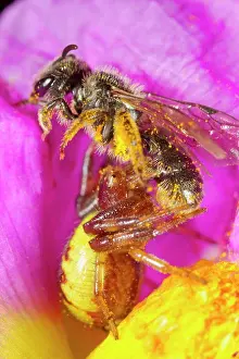 Prey Prints: Napoleon Crab Spider (Synema globosum) adult female