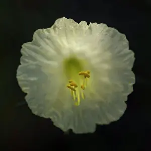 Ghic Prints: Narcissus Flower, Narcissusromieuxii var