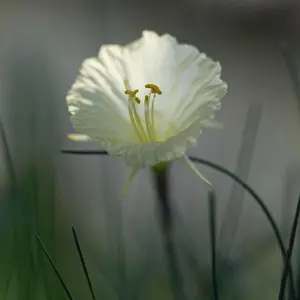 Ghic Prints: Narcissus Flower, Narcissusromieuxii var. rifanus, Close-Up with Anthers and Stamen
