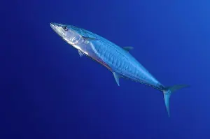 Swimming Prints: Narrow barred Spanish mackerel (Scomberomorus commerson) in motion