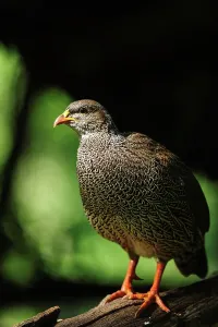 Roger De La Harpe Prints: Natal Spurfowl or Natal Francolin (Pternistis natalensis)