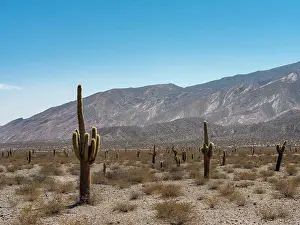 Arid Prints: National Park Los Cardones in the region Valles Calchaquies near Cachi