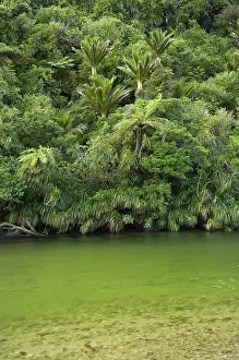Rainforests Prints: Native Bush and Pororari River