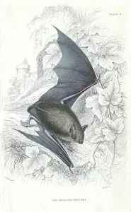 Engraved Image Prints: Natterer's Bat (Myotis nattereri) small mouse-like flying mammal