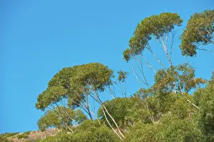 Natural environment with trees and plants