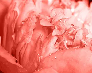Trendy Prints: Natural pattern of peony petals with clean water drops in a trendy color of the year 2019 Living Coral pantone