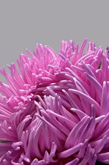 Aster Prints: Natural Science, Pink asters flower, close-up