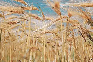 Pasture Prints: Natural warm background with spikelets of wheat and blue sky