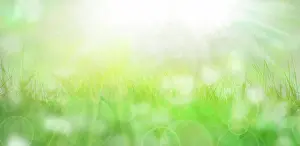 Shapes Prints: Nature grass textures Banner Bokeh blades of grass and abstract