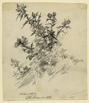 Cream Laid Paper Prints: Nature Study, Walter Shirlaw, American