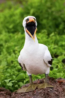 Ecuador Prints: Nazca Booby (Sula granti) with open mouth
