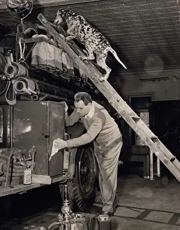 Cleaning Prints: Nedgo, Dalmatian mascot of Ogden Engine Co. Dobbs Ferry Fire Dept